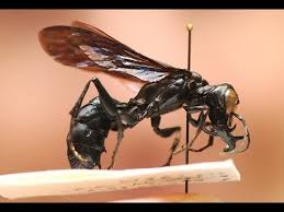 インドネシアの巨大スズメバチ「ガルーダ」