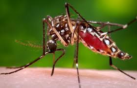 蚊が媒介となって発症する世界の感染症