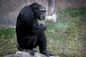 北朝鮮の愛煙家チンパンジー「タバコよりストレスが短命の原因だわ」